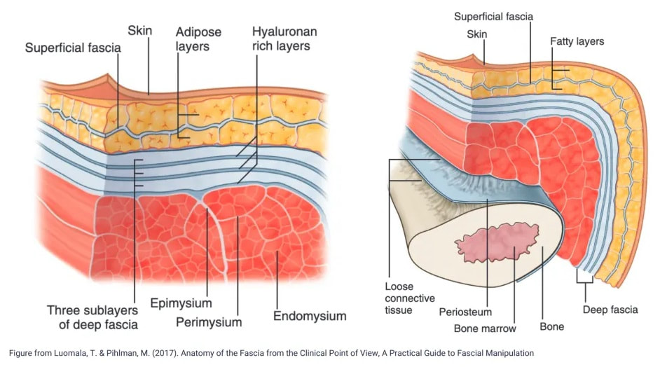 筋膜層次解剖示意圖，展示淺層與深層 fascia 與肌肉組織的相互位置